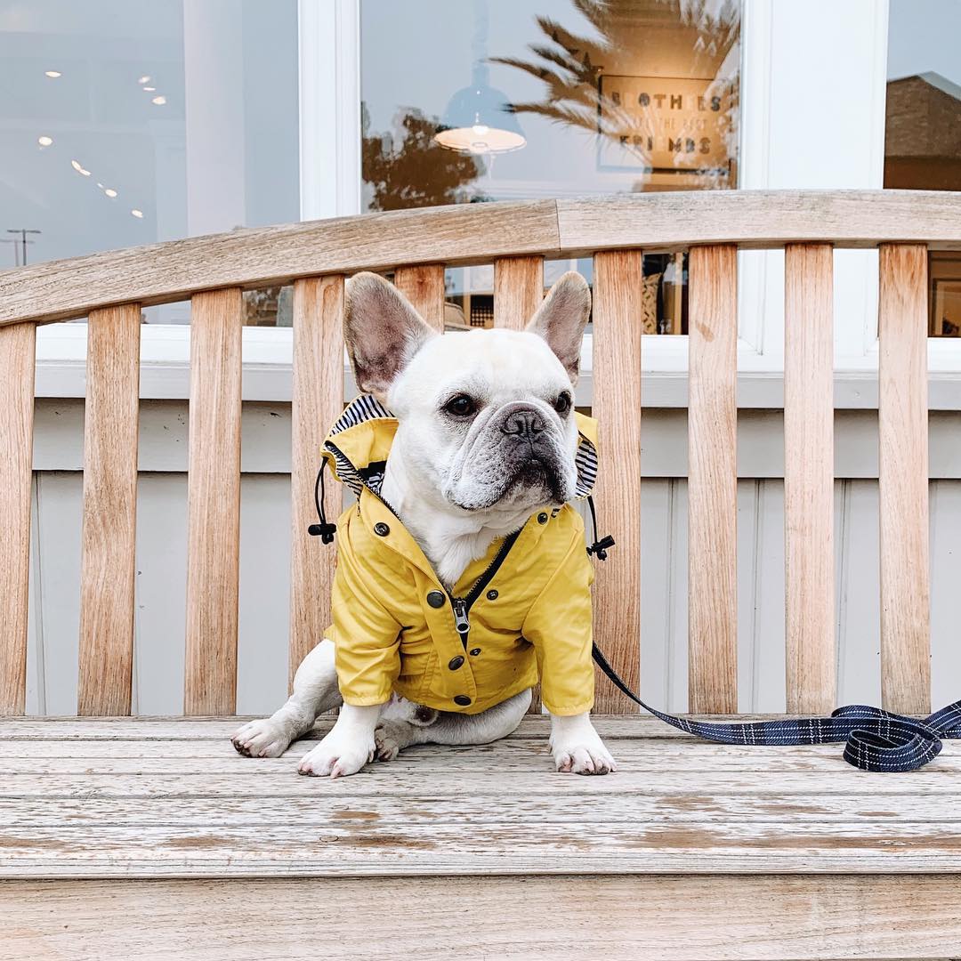Lightweight Waterproof Dog Jacket