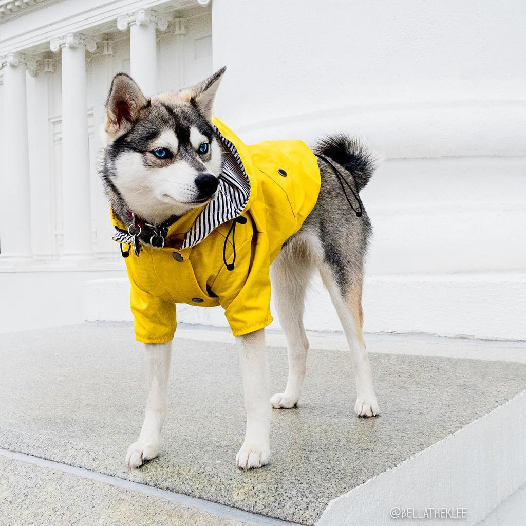 Lightweight Waterproof Dog Jacket