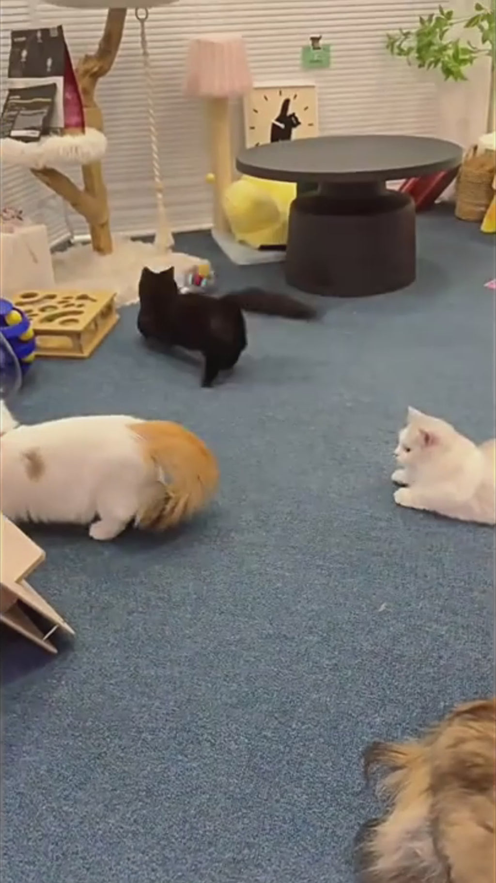 Automatic Rolling Cat Toy Ball